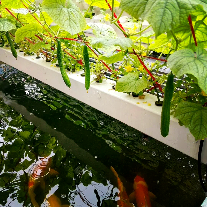 潜江市植物工厂鱼菜共生 - 排名